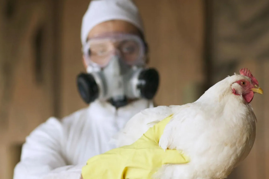 Trump administration trying to rehire USDA bird flu officials it fired